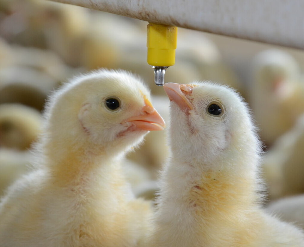 Coccidosis Aviar en Pollos de Engorde: Métodos de Control y Monitoreo
