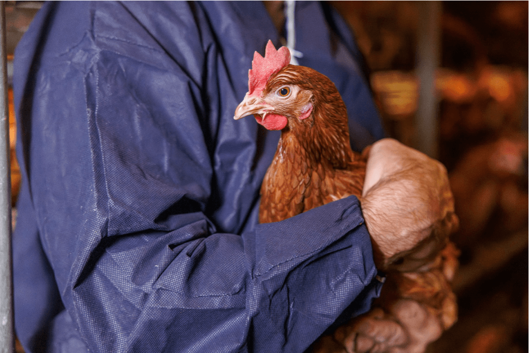 Laringotraqueítis Infecciosa Aviar: Hacia un Nuevo Paradigma en el Plan Vacunal y el Control Epidemiológico en Latinoamérica